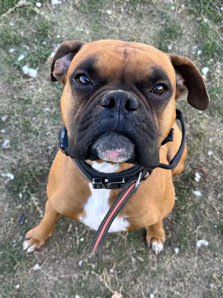 An adult medium-sized male Yellow / Tan / Blond / Fawn Boxer dog named Duke X for adoption in Hewitt, TX
