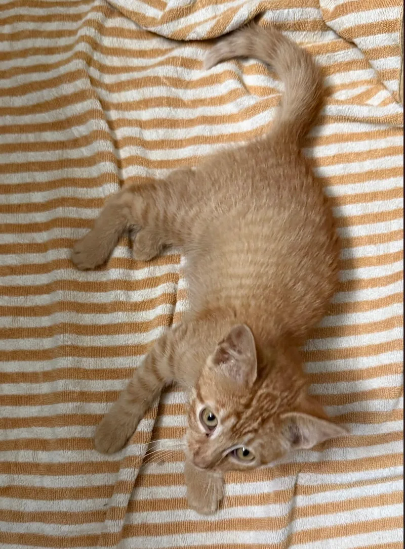 A baby medium-sized female Tabby (Orange / Red) Domestic Short Hair cat named Smudge for adoption in Mineral Point, WI