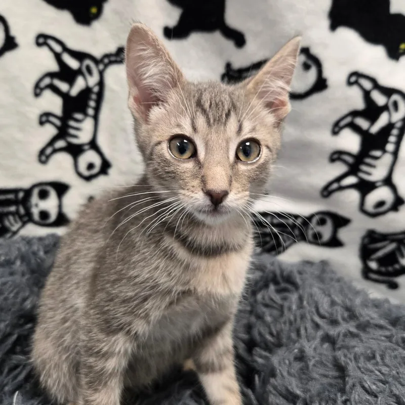 A baby small-sized male Gray / Blue / Silver Domestic Short Hair cat named Totally Tuna for adoption in West Olive, MI