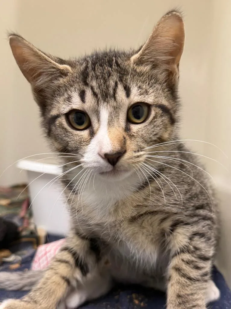 A baby medium-sized male Domestic Short Hair cat named Koji for adoption in Pomona, NY