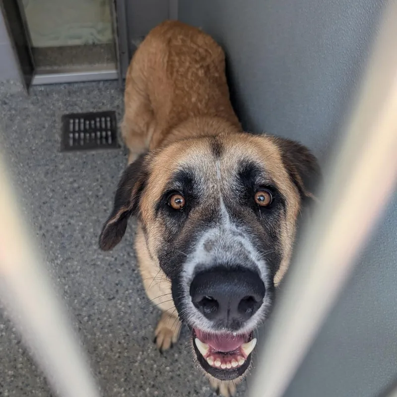 A young large-sized female Yellow / Tan / Blond / Fawn Anatolian Shepherd dog named Jane for adoption in Charlottesville, VA