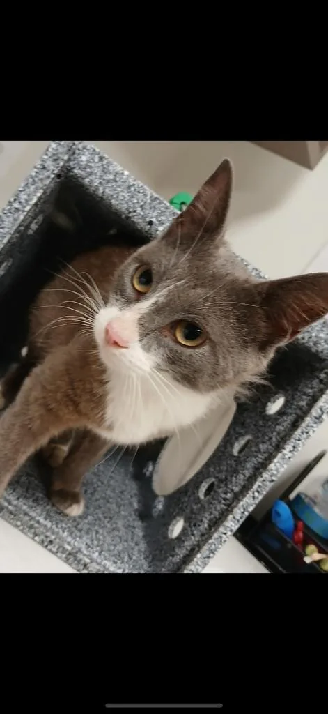 A young large-sized female Domestic Short Hair cat named Ally for adoption in Greenfield, IN