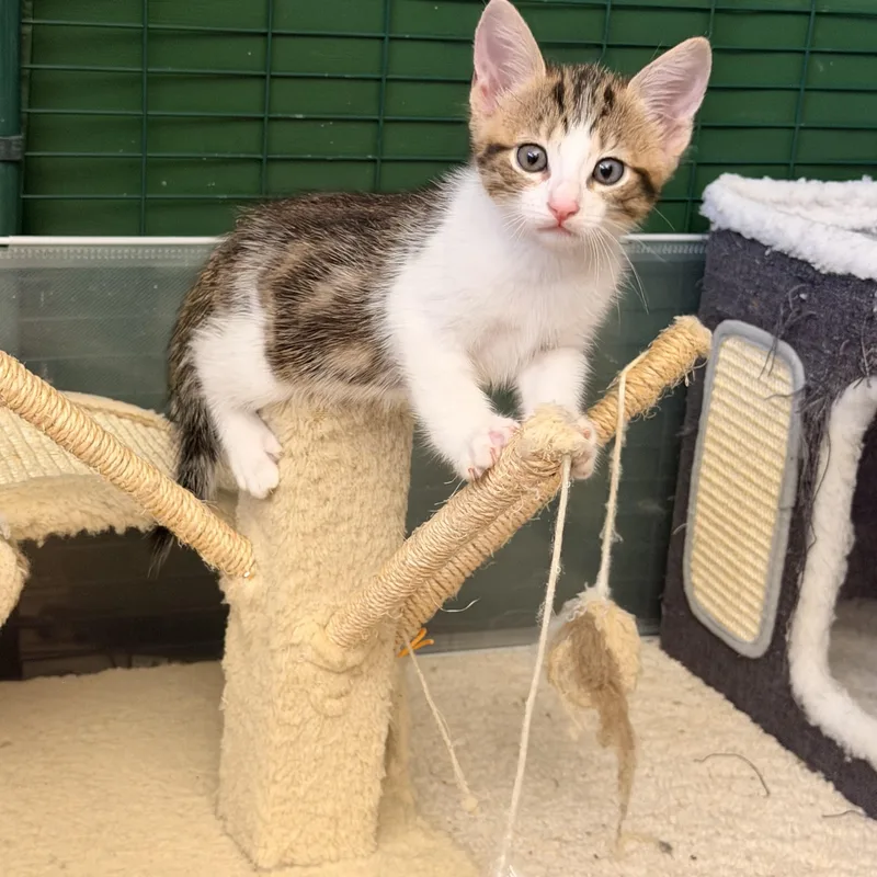A young medium-sized male Tabby (Brown / Chocolate) Domestic Short Hair cat named Coffee for adoption in Mission Viejo, CA