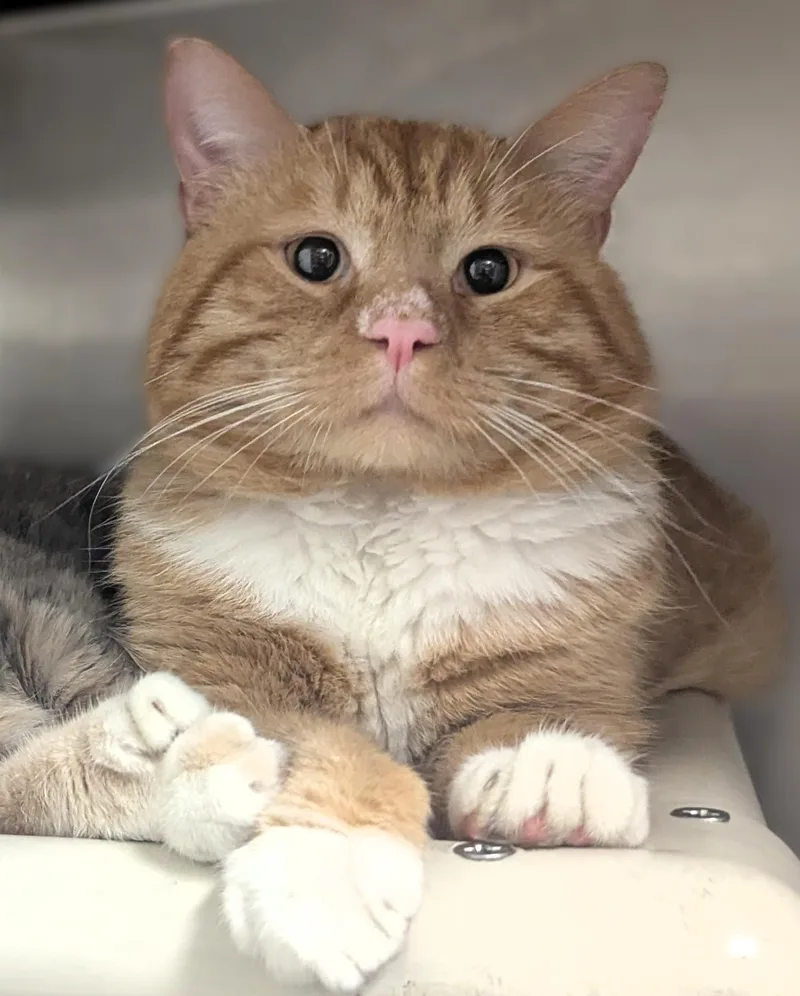 A young large-sized male Tabby (Orange / Red) Domestic Medium Hair cat named Ulysses for adoption in Springfield, IL