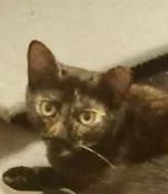 An adult medium-sized female Domestic Short Hair cat named Kodiak for adoption in San Jose, CA