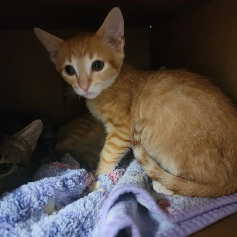 A baby small-sized male Orange / Red Domestic Short Hair cat named Comet for adoption in Evensville, TN
