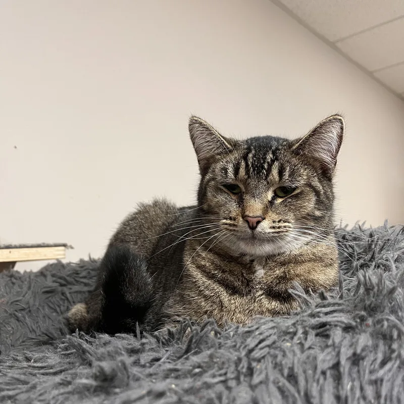 An adult medium-sized male Tabby (Brown / Chocolate) Domestic Short Hair cat named Leo for adoption in Toledo, OH