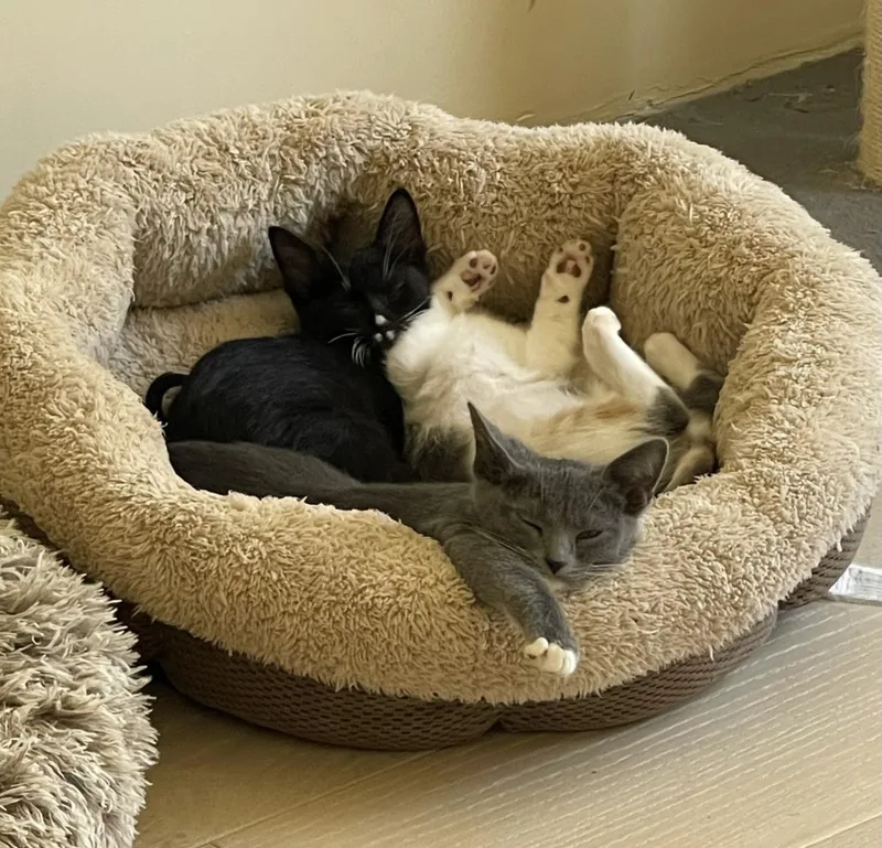 A baby small-sized female Gray / Blue / Silver Domestic Short Hair cat named Jade Lindner for adoption in Chandler, AZ