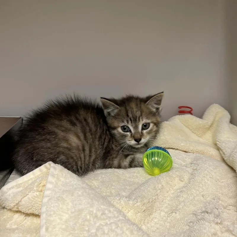 A baby small-sized female Gray / Blue / Silver Domestic Short Hair cat named Bug for adoption in Harrisonburg, VA