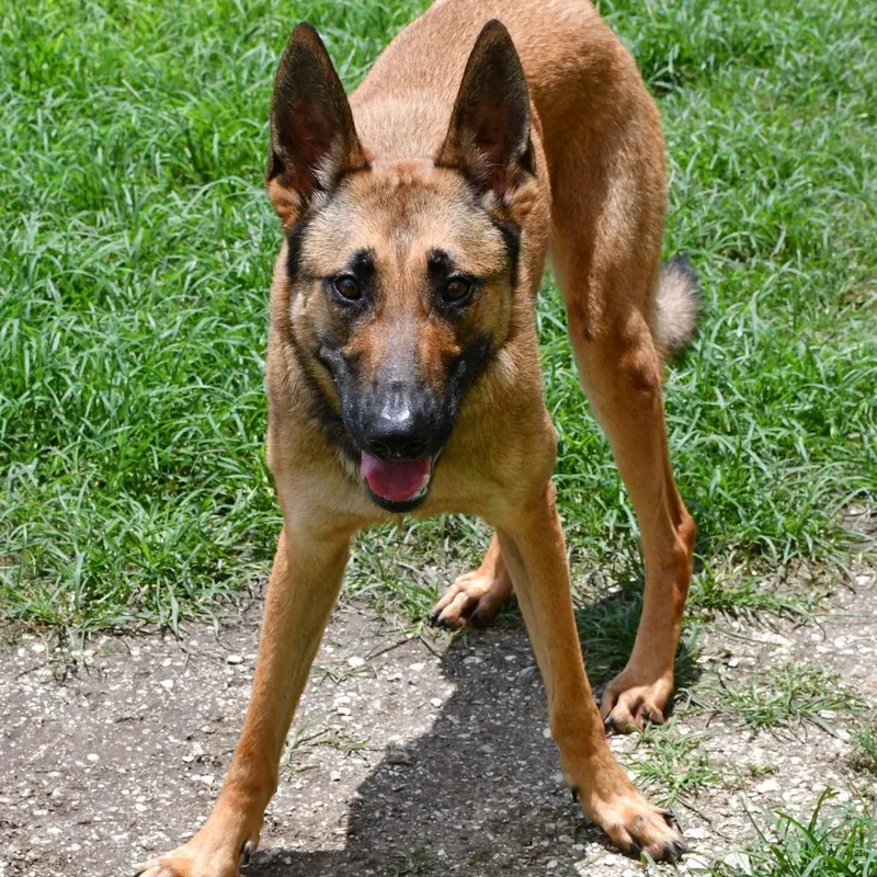 An adult large-sized male Black German Shepherd Dog dog named Si Bon for adoption in Beaumont, TX