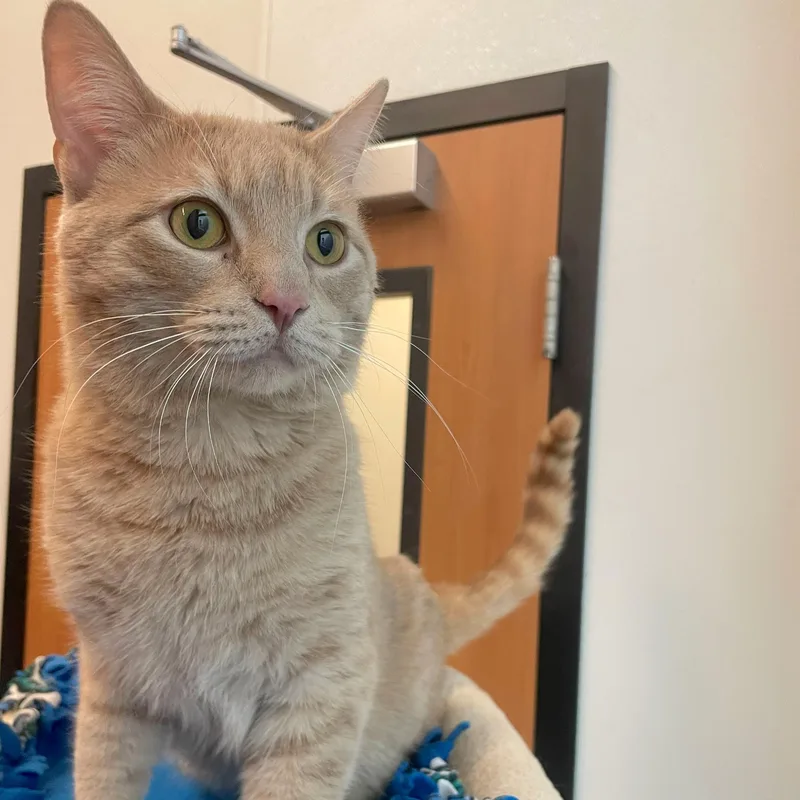 An adult medium-sized male Tabby (Orange / Red) Domestic Short Hair cat named Watson for adoption in Rochester, MN