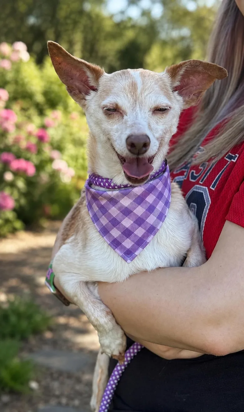 An adult small-sized male White / Cream Rat Terrier dog named Fred for adoption in Phoenix, AZ