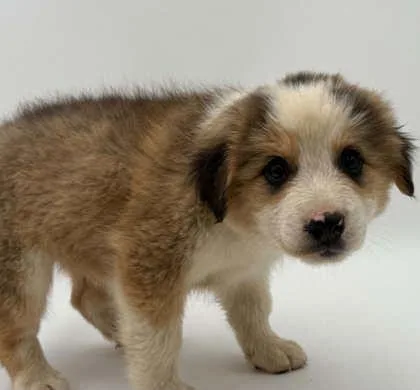 A young small-sized male Australian Shepherd dog named Brownie for adoption in Bowling Green, KY