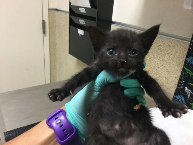 A baby small-sized female Domestic Short Hair cat named Diana for adoption in Riverside, CA