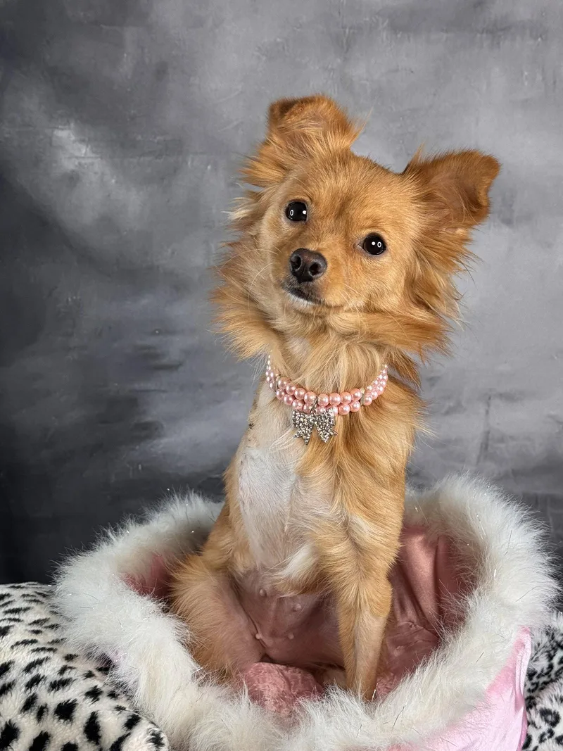 A young small-sized female Pomeranian dog named Cinnabon for adoption in Garland, TX