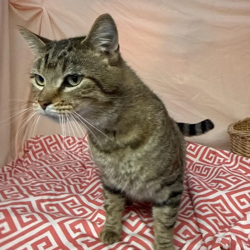 A young large-sized male Brown / Chocolate Domestic Short Hair cat named Jae Wook for adoption in Eaton Rapids, MI