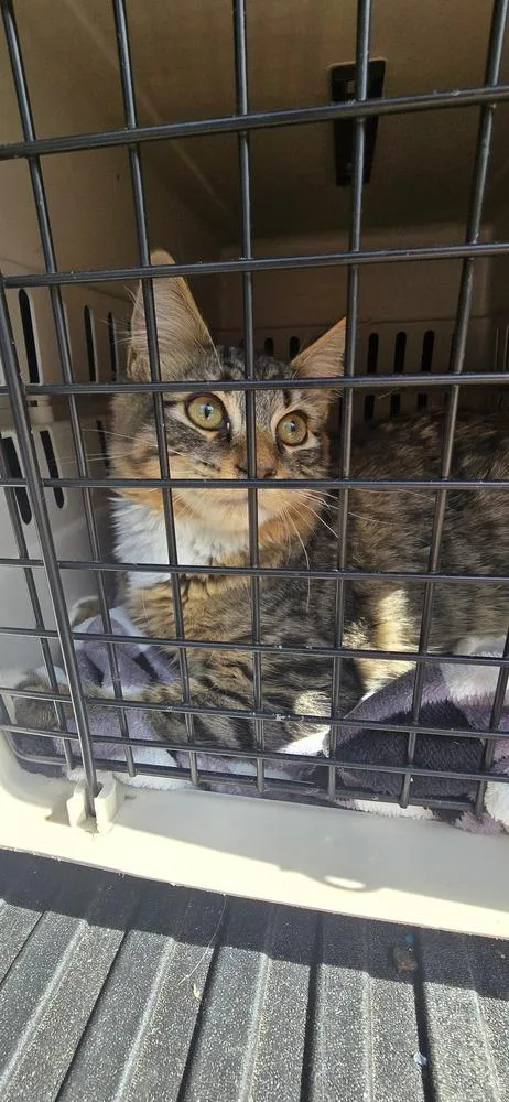 A baby large-sized male Domestic Long Hair cat named BeeMo for adoption in Kinston, NC