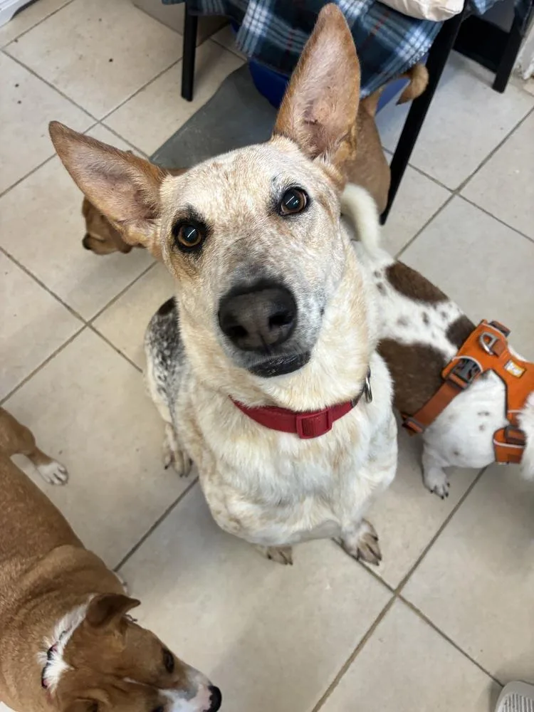 A senior large-sized male Australian Cattle Dog / Blue Heeler dog named Resilient Ranger for adoption in Randolph, MA