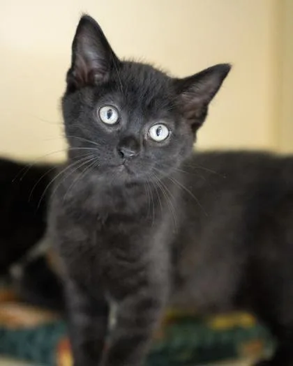 A baby small-sized female Domestic Short Hair cat named Midnight for adoption in Pequot Lakes, MN