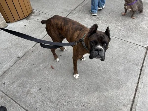 An adult large-sized male Mixed Breed dog named Squirtle for adoption in New York, NY