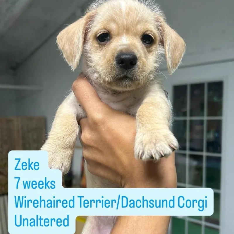 A baby small-sized male Wirehaired Terrier dog named Zeke for adoption in Tampa, FL