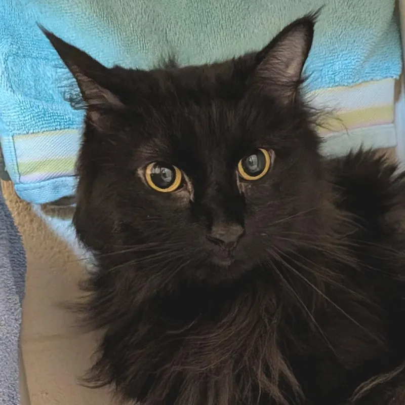 An adult small-sized female Black Domestic Short Hair cat named Jesse for adoption in Springfield, MA