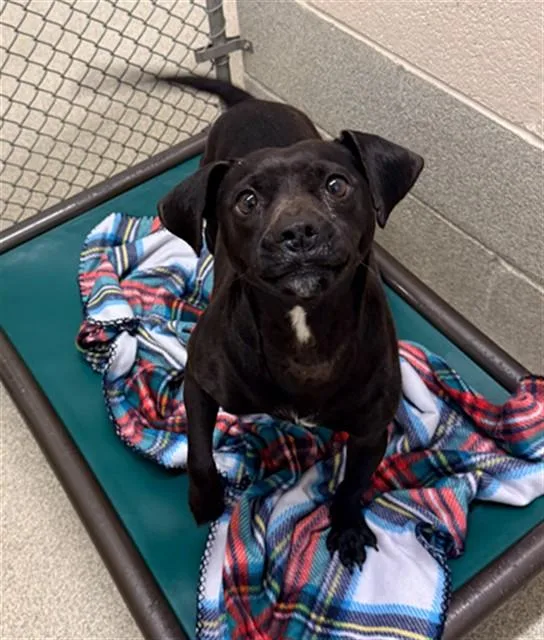 An adult small-sized female Terrier dog named Piper for adoption in Statesville, NC