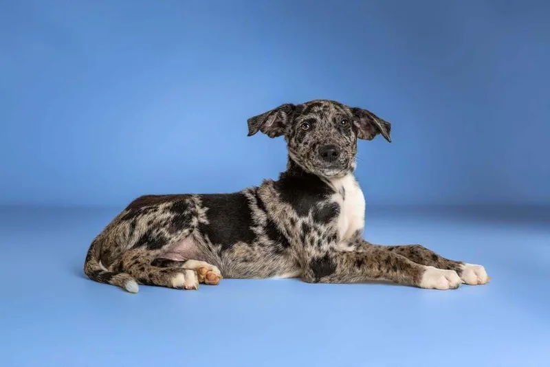 A baby medium-sized male Gray / Blue / Silver Catahoula Leopard Dog dog named Buzz for adoption in Wolcott, CT