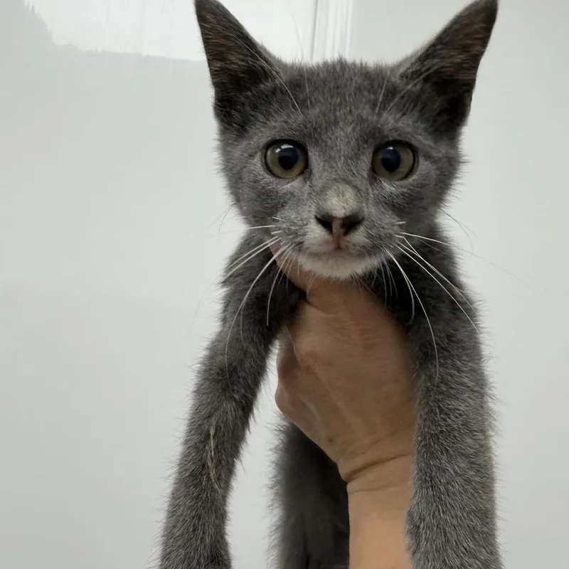 A baby small-sized female Gray / Blue / Silver Domestic Short Hair cat named Mimosa for adoption in La Grange, KY