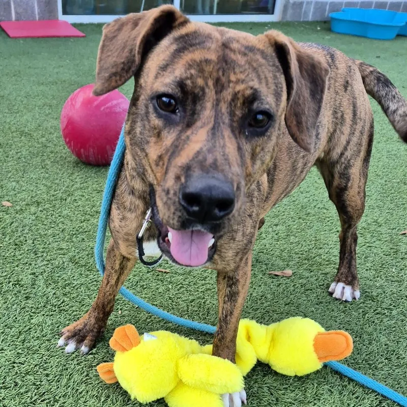 Milli Vanilli thumbnail 2