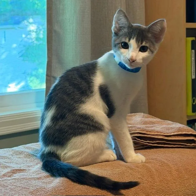A baby small-sized male White Domestic Short Hair cat named Spot C for adoption in Minnetonka, MN