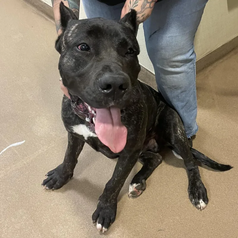 An adult extra large-sized male Brindle Mixed Breed dog named Jack for adoption in Chattanooga, TN