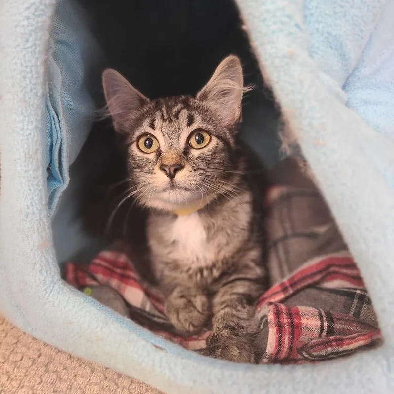 A baby small-sized female Brown / Chocolate Domestic Short Hair cat named Pepper for adoption in Wantagh, NY