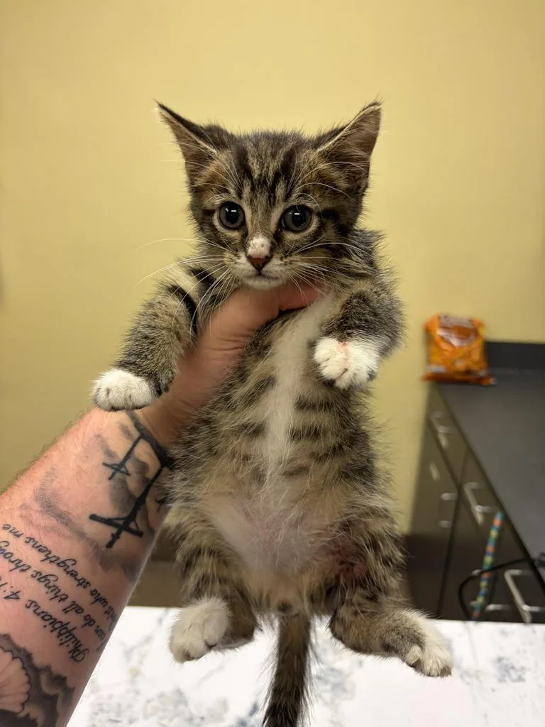 A baby medium-sized male Domestic Short Hair cat named Fisher for adoption in Florence, SC