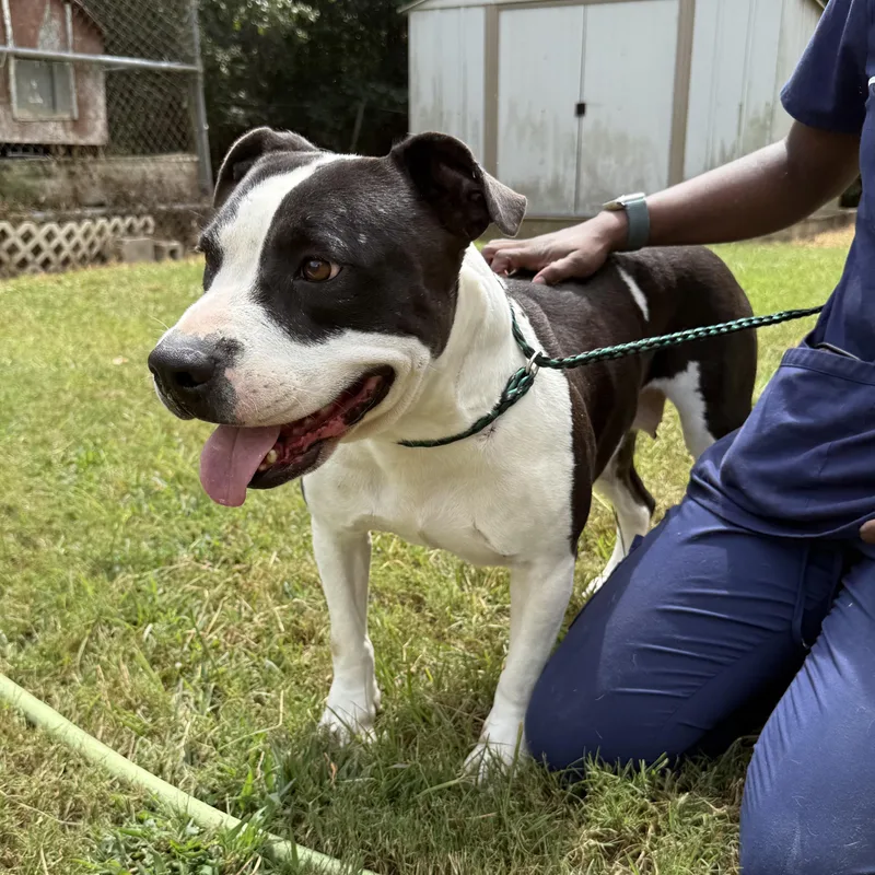 Daffodil thumbnail 2