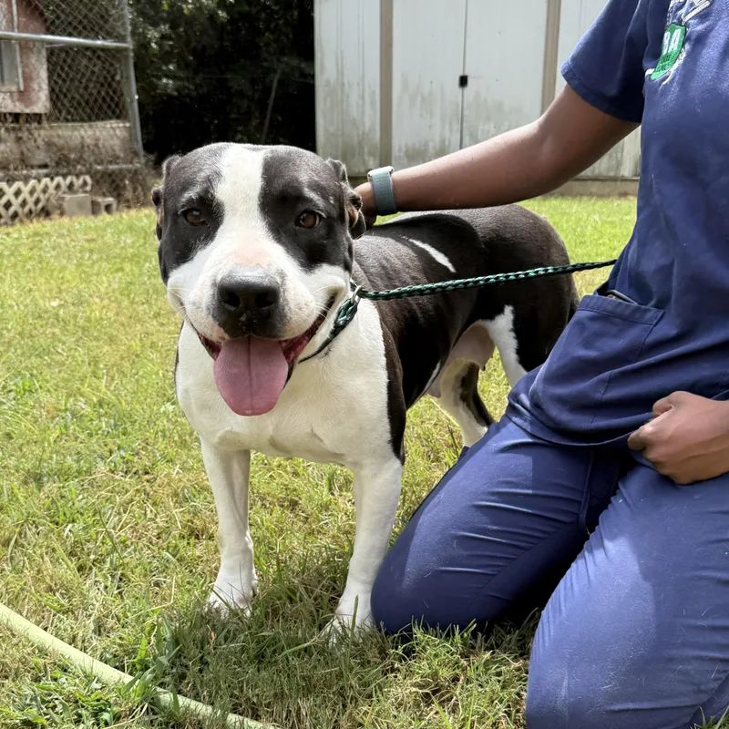 Daffodil thumbnail 3