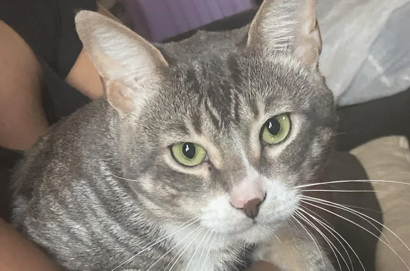 A young medium-sized male Gray / Blue / Silver Domestic Short Hair cat named Benji Guerrero for adoption in Chandler, AZ