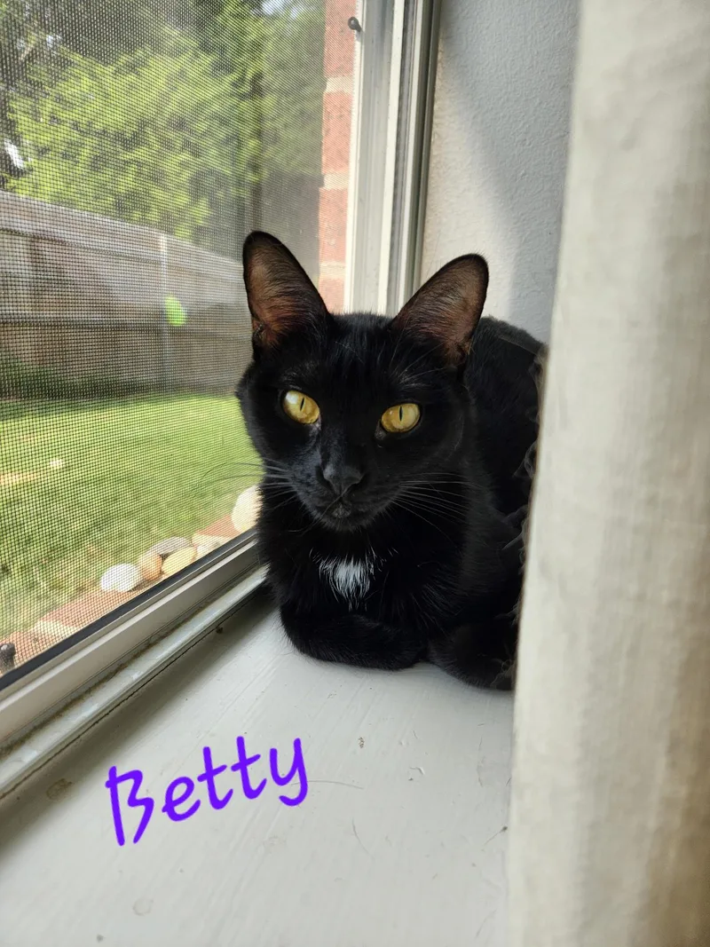 An adult small-sized female Black Domestic Short Hair cat named Betty for adoption in Mount Pleasant, TX