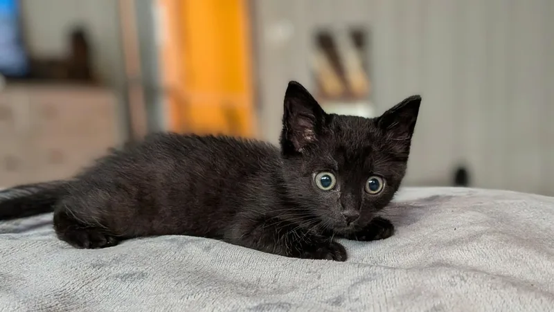 A baby medium-sized male Black American Shorthair cat named Onyx for adoption in McDonough, GA