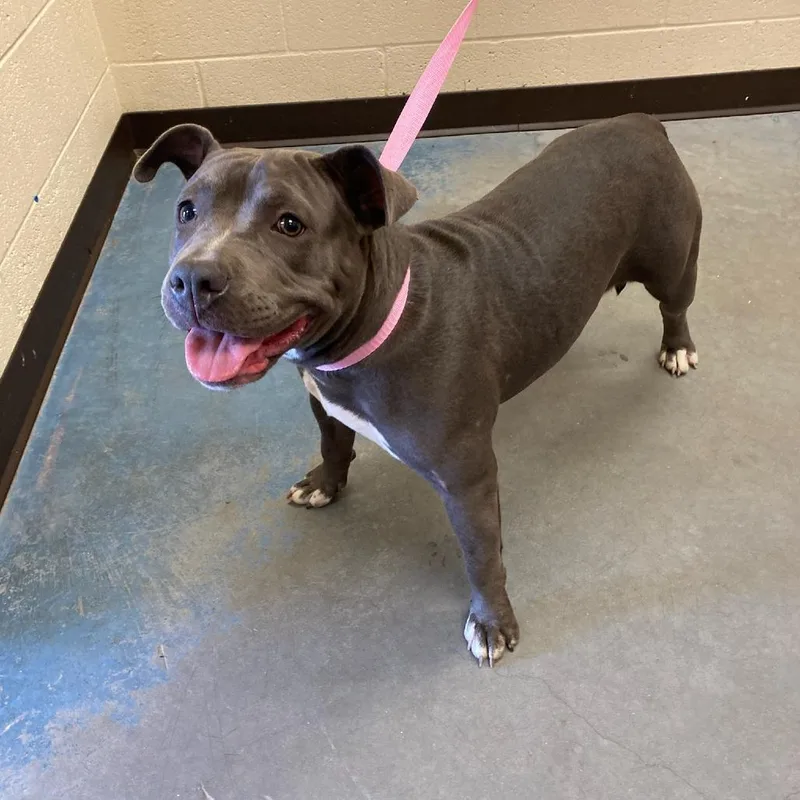 A young medium-sized female Gray / Blue / Silver Mixed Breed dog named Ujana for adoption in Memphis, TN