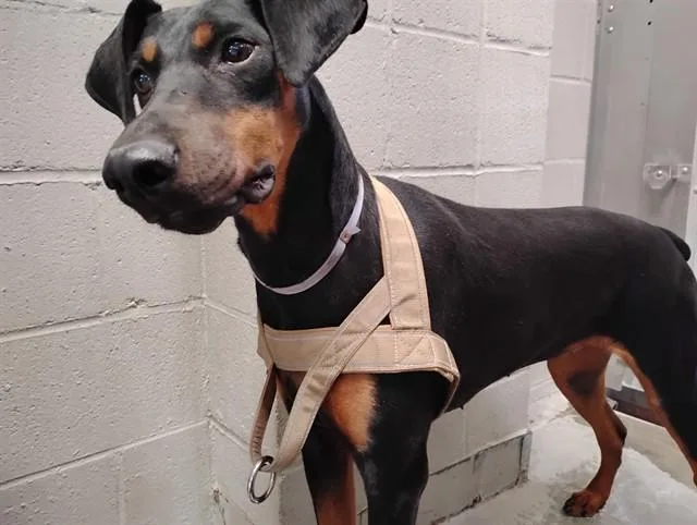 An adult large-sized female Doberman Pinscher dog named Cappuccino for adoption in Lancaster, CA