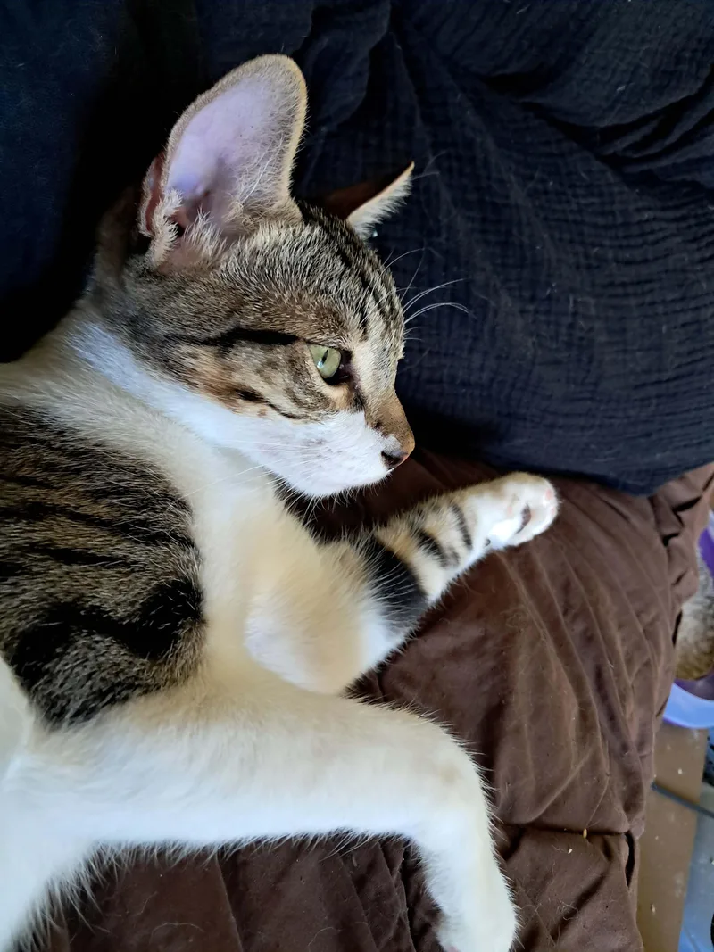 A baby small-sized male Tabby (Brown / Chocolate) Domestic Short Hair cat named Clash for adoption in Orange, CA