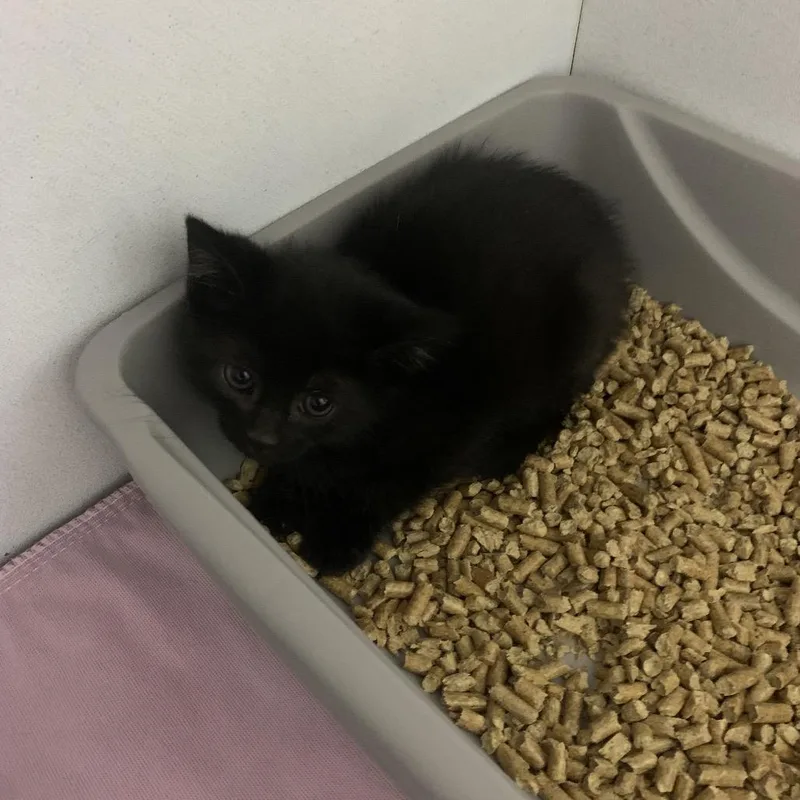 A baby small-sized female Black Domestic Short Hair cat named Sylva for adoption in Franklin, NC