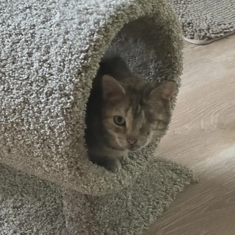 A young small-sized female Domestic Short Hair cat named Violet for adoption in Pasadena , MD