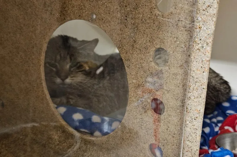 An adult medium-sized male Domestic Short Hair cat named Working Cat: Stillwater for adoption in Bloomington, IN