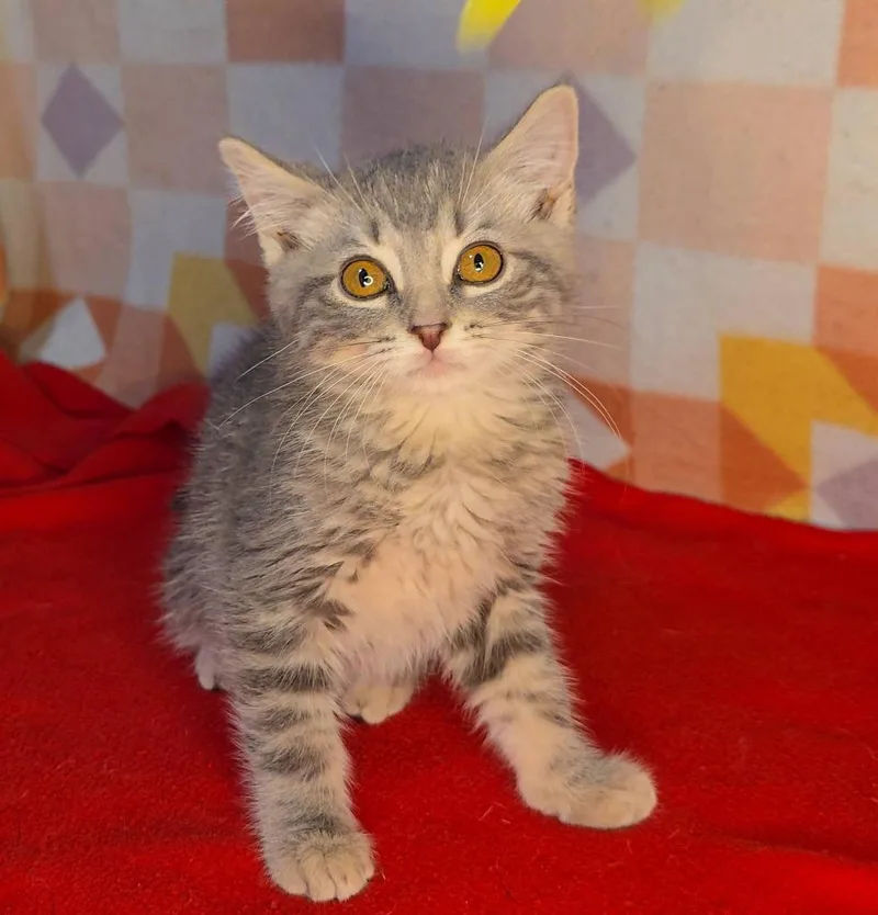 A baby medium-sized male Domestic Short Hair cat named Mellow for adoption in Miami, OK
