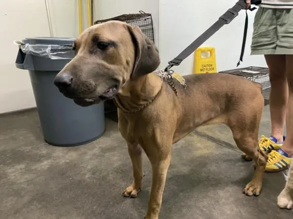 A young large-sized female Doberman Pinscher dog named Indiana for adoption in Los Angeles, CA
