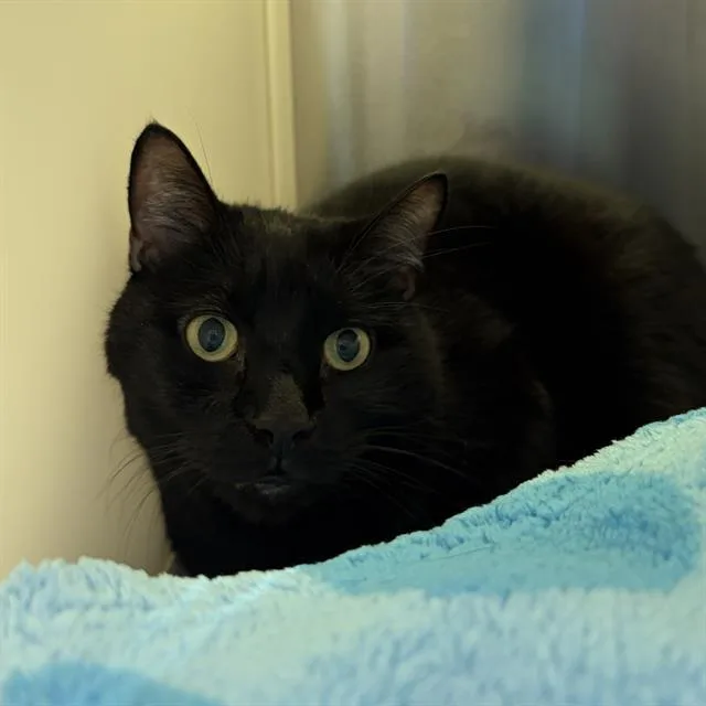 A senior small-sized male Domestic Short Hair cat named Milo Thatch for adoption in Centerville, MA