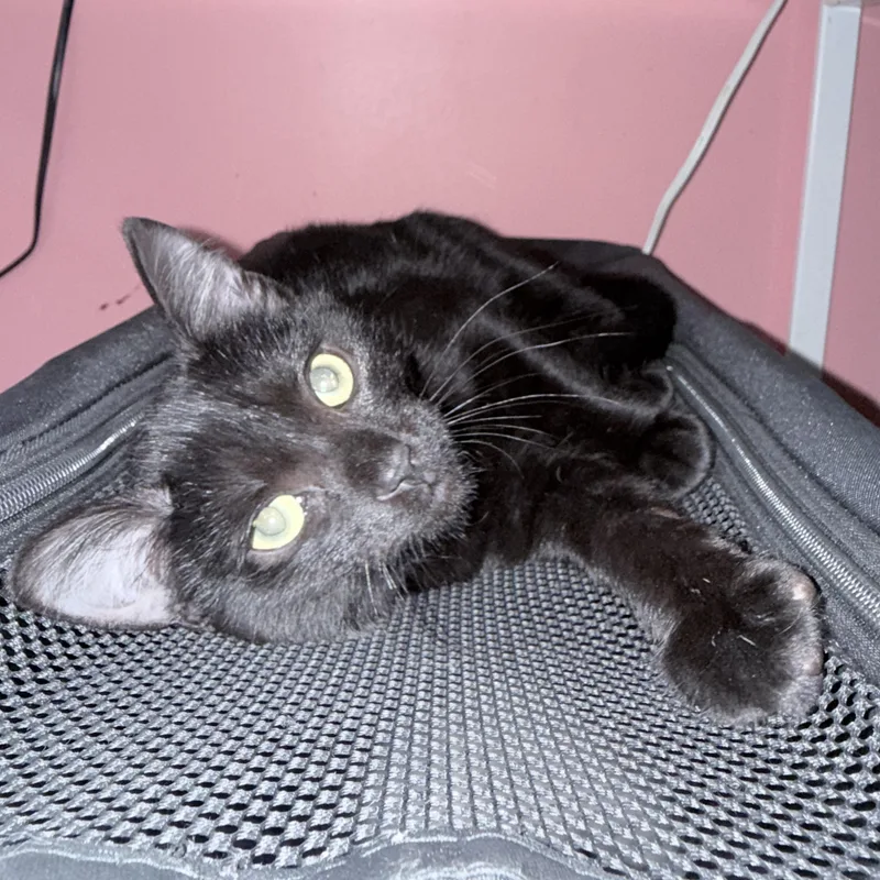 A baby small-sized male Black Domestic Short Hair cat named Jaxx for adoption in Richmond, VA