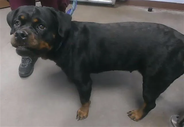 A young large-sized female Rottweiler dog named Waddles for adoption in Phoenix, AZ